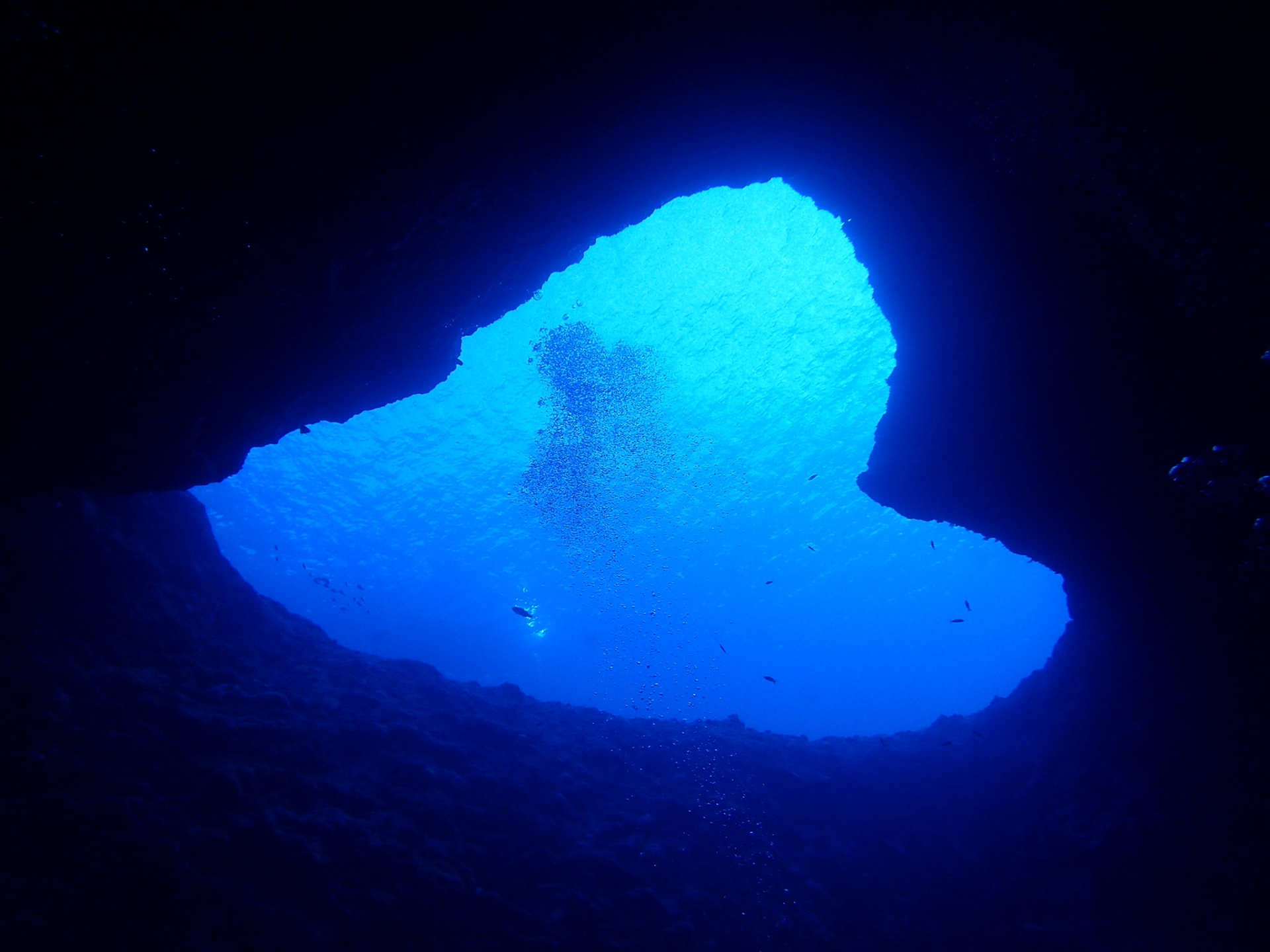 ツモン湾の水中世界