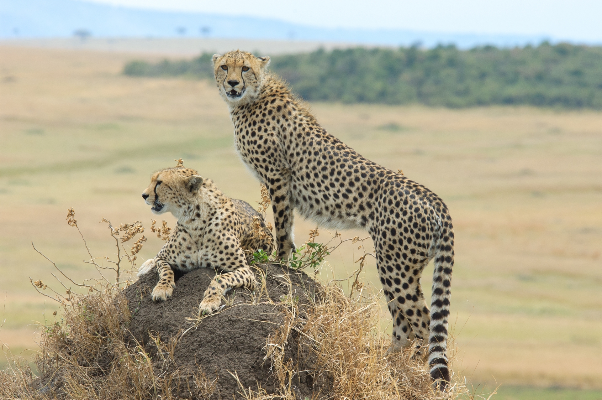 ケニア・マサイマラ