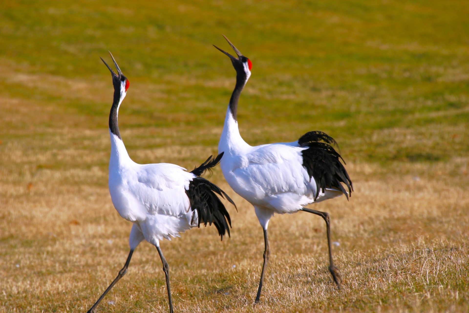 釧路湿原・タンチョウ